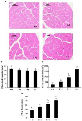 Effects of Slaughter Age on Myosin Heavy Chain Isoforms, Muscle Fibers, Fatty Acids, and Meat Quality in Longissimus Thoracis Muscle of Tibetan Sheep